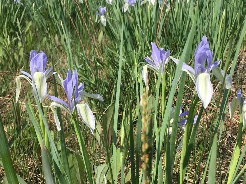 Iris tibetica