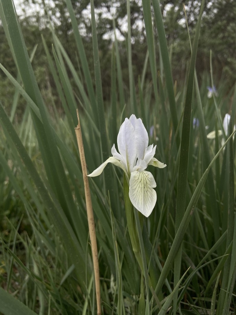 Iris tibetica photo 2