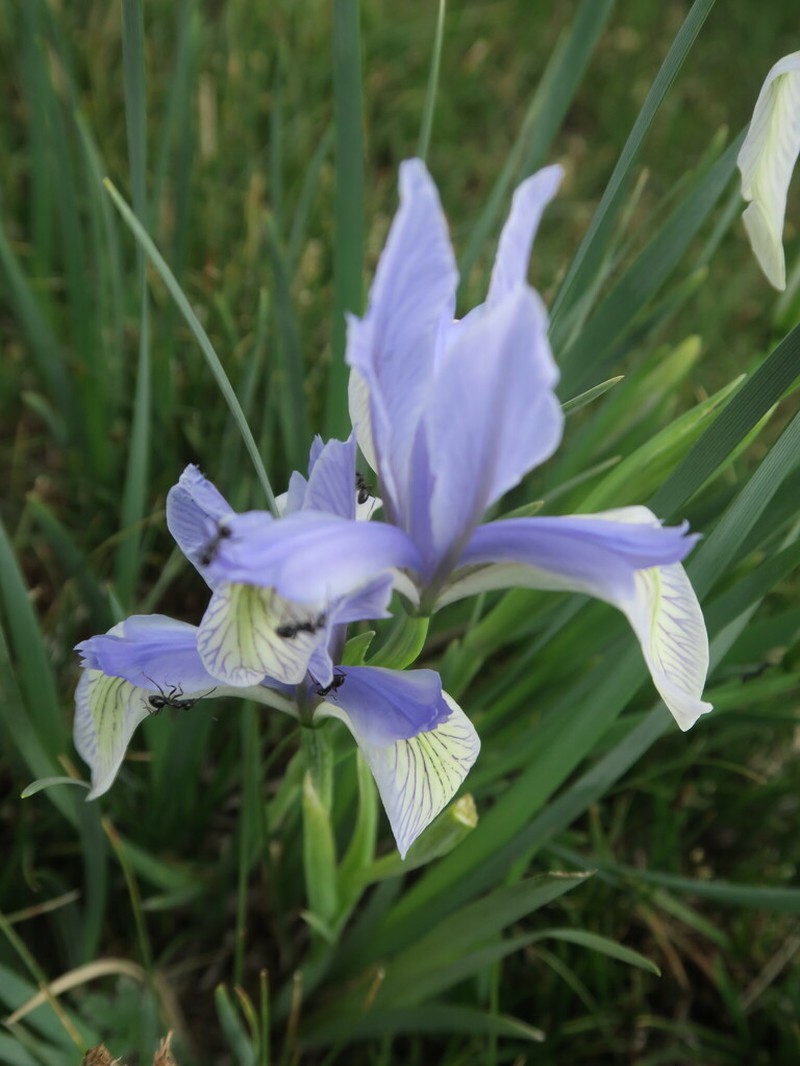 Iris tibetica photo 3