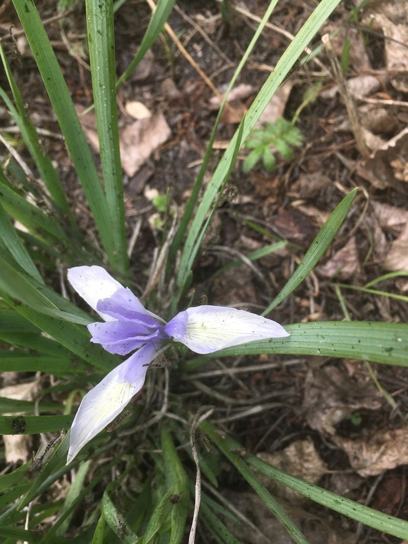 Iris tibetica photo 4