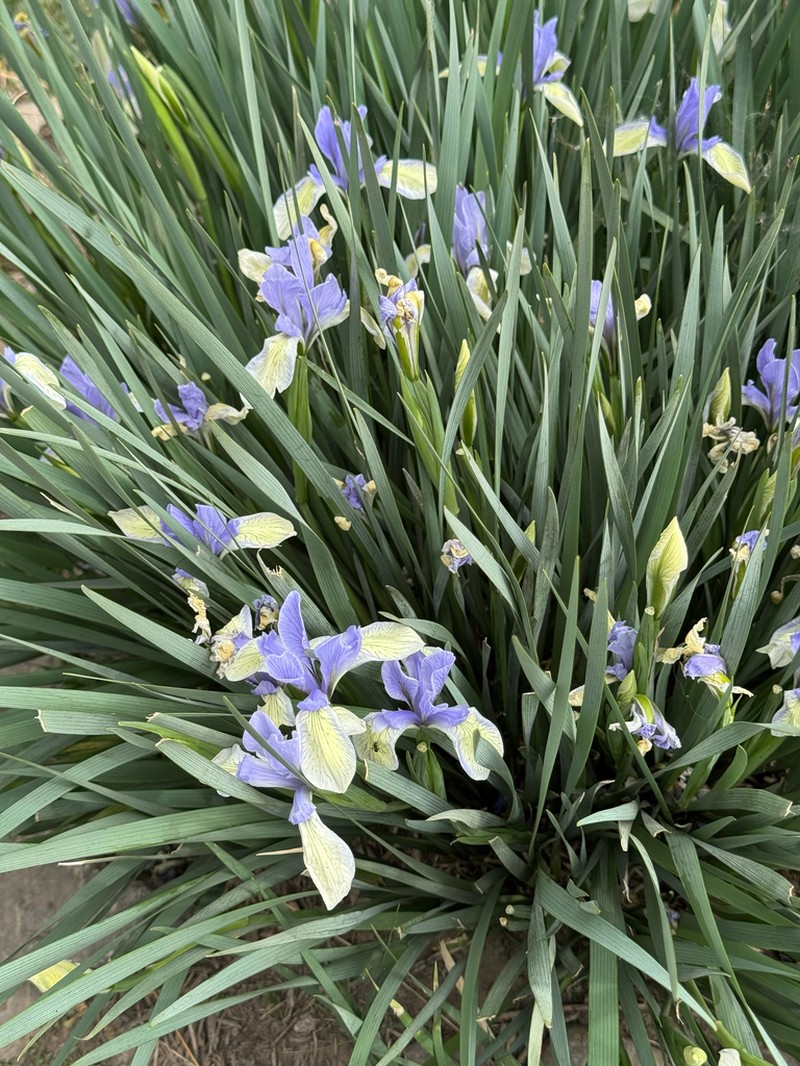 Iris tibetica photo 5