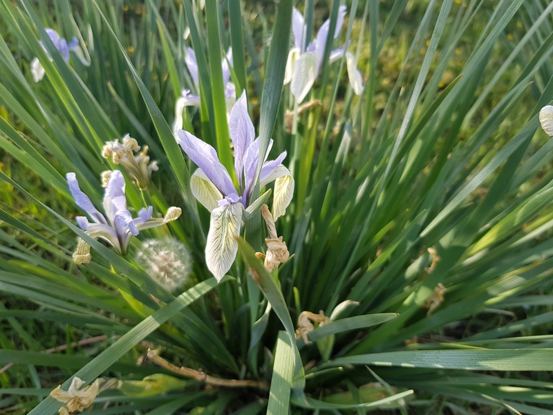 Iris tibetica photo 6