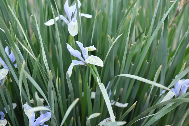 Iris tibetica photo 7