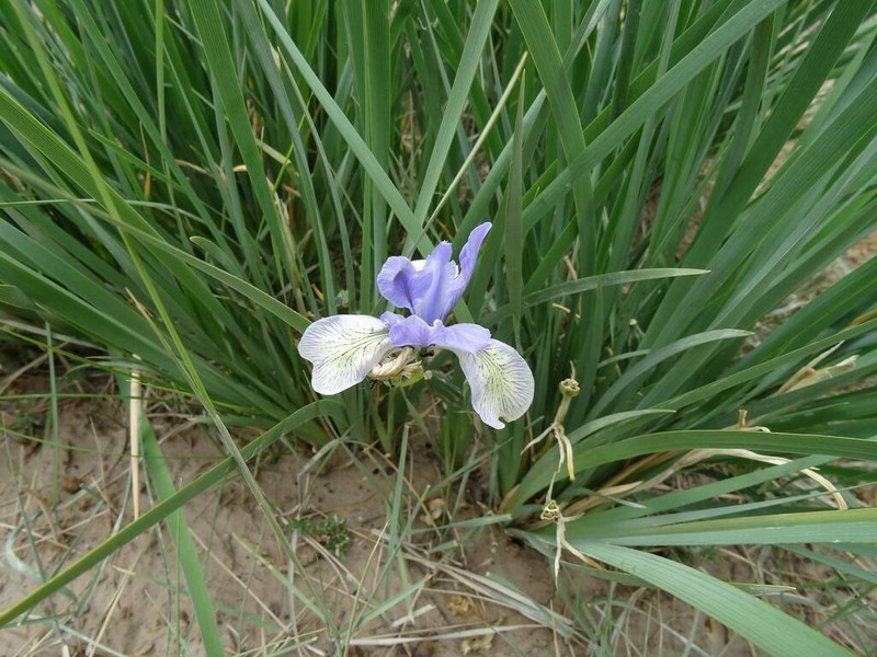 Iris tibetica photo 8
