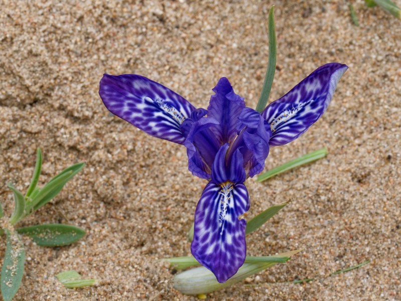 Iris tigridia photo 2