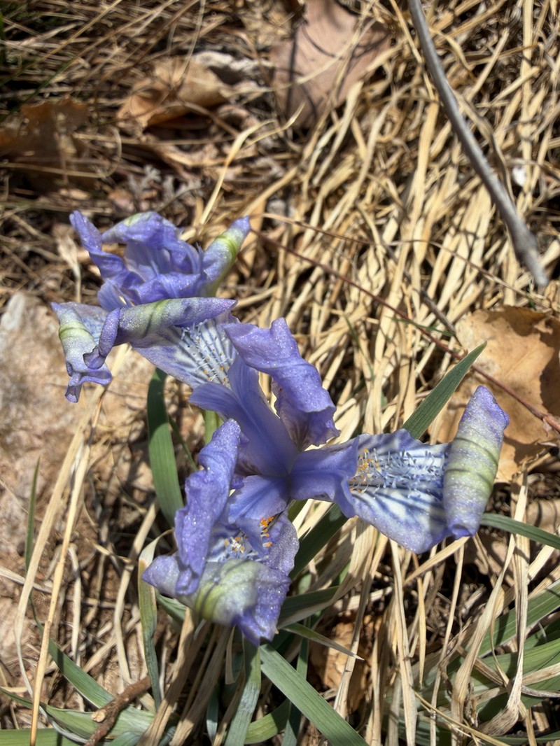 Iris tigridia photo 3