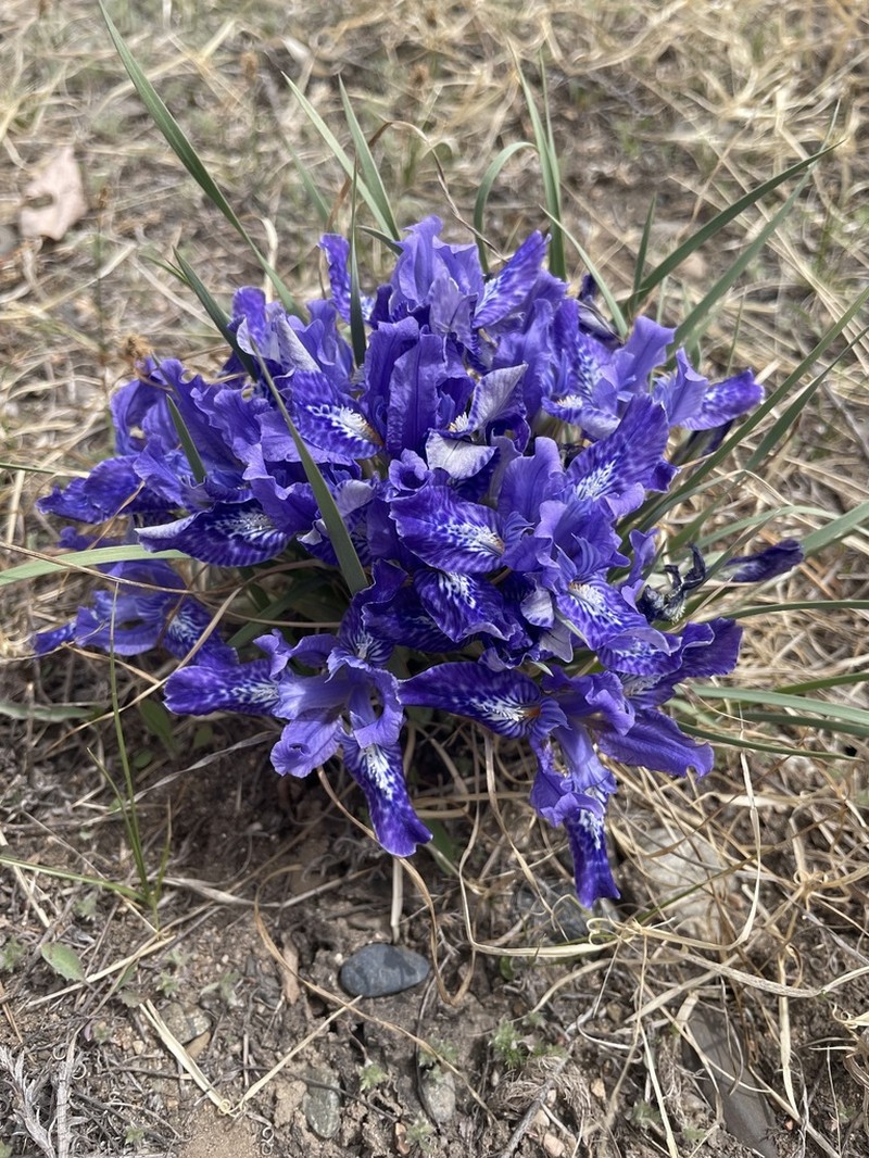 Iris tigridia photo 4