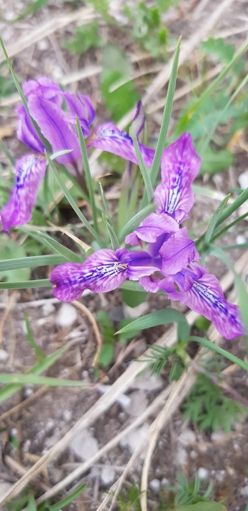 Iris tigridia photo 5
