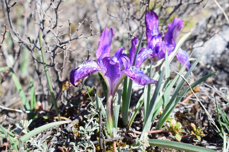 Iris tigridia photo 6