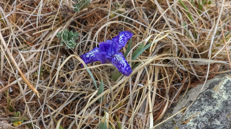 Iris tigridia photo 7