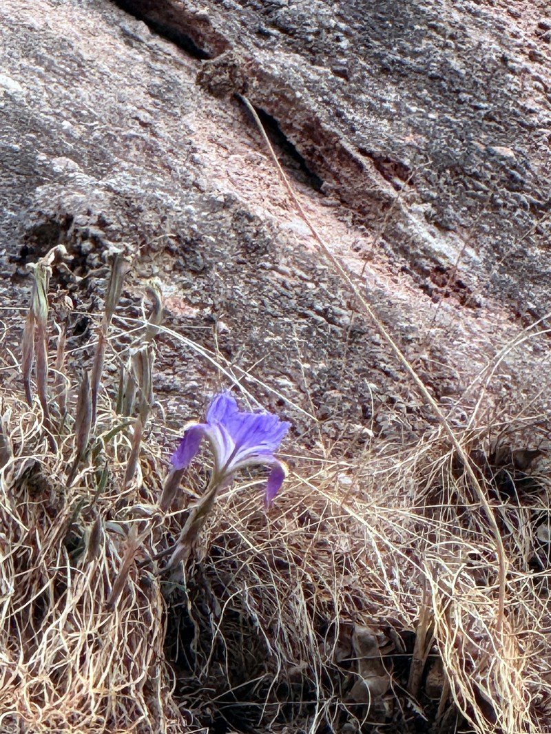 Iris tigridia var. tigridia