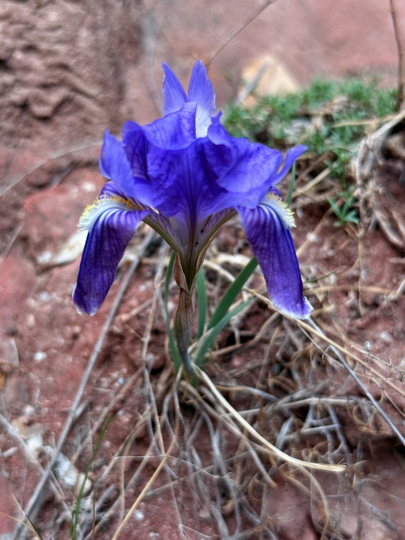 Iris tigridia var. tigridia photo 3
