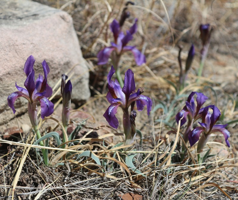 Iris timofejewii