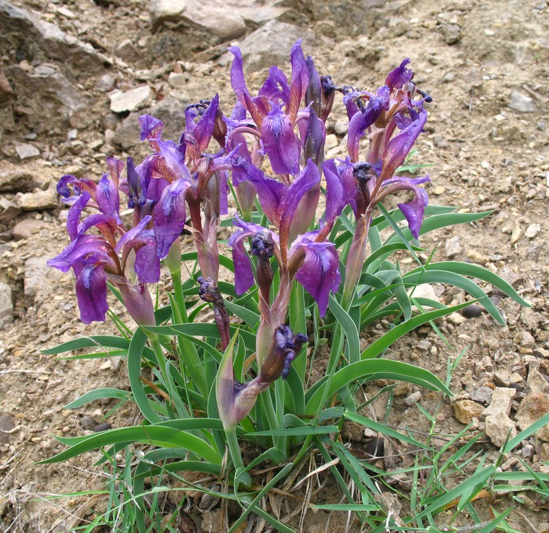 Iris timofejewii photo 2