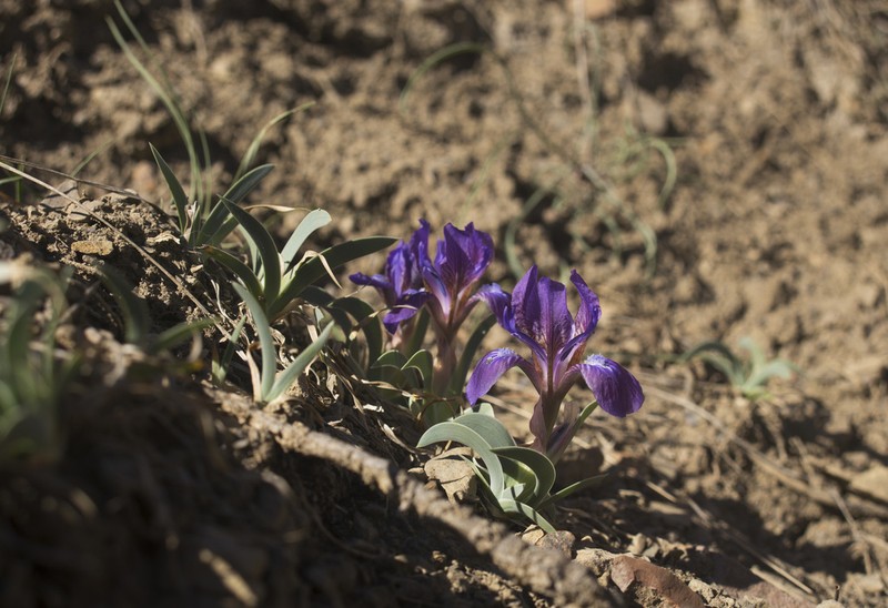 Iris timofejewii photo 3