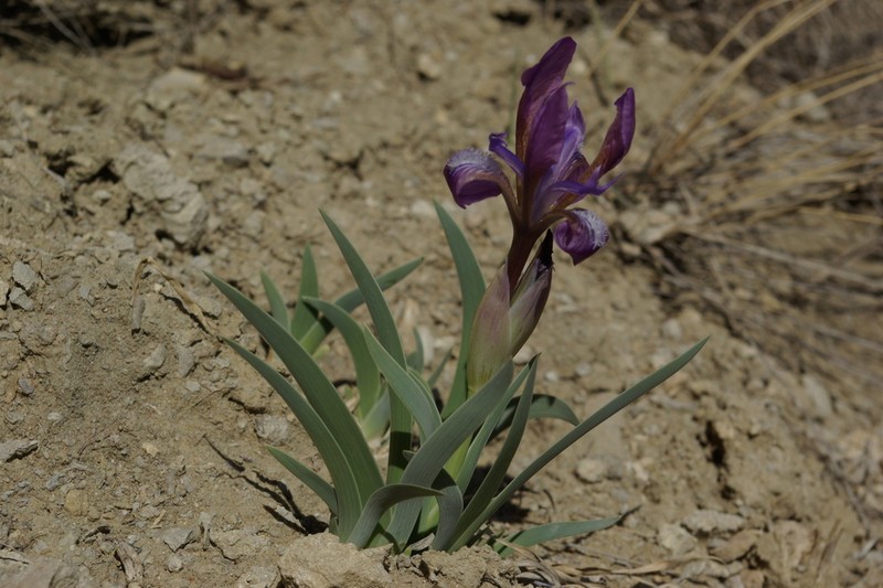 Iris timofejewii photo 4