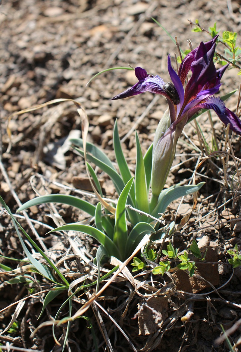 Iris timofejewii photo 5