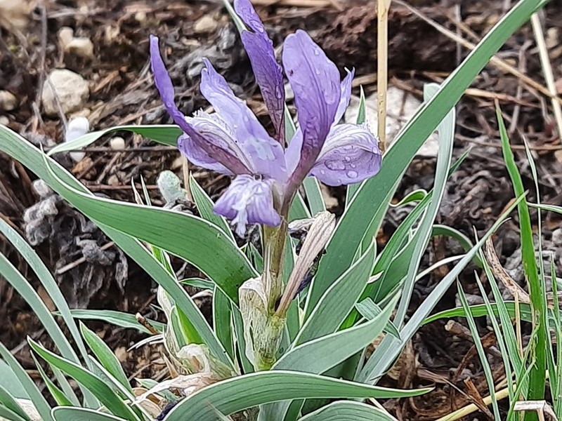 Iris timofejewii photo 6