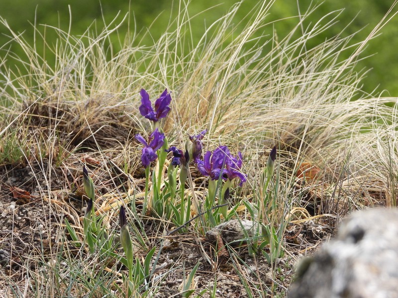 Iris timofejewii photo 7
