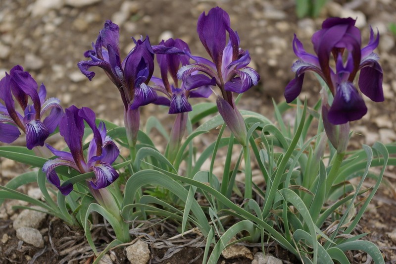 Iris timofejewii photo 8