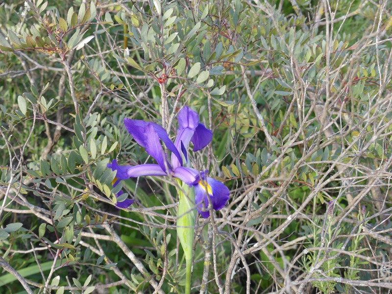 Morocco Iris photo 2
