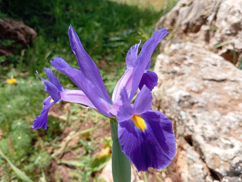 Morocco Iris photo 3