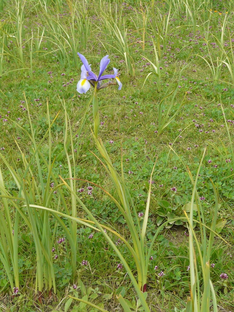 Morocco Iris photo 4