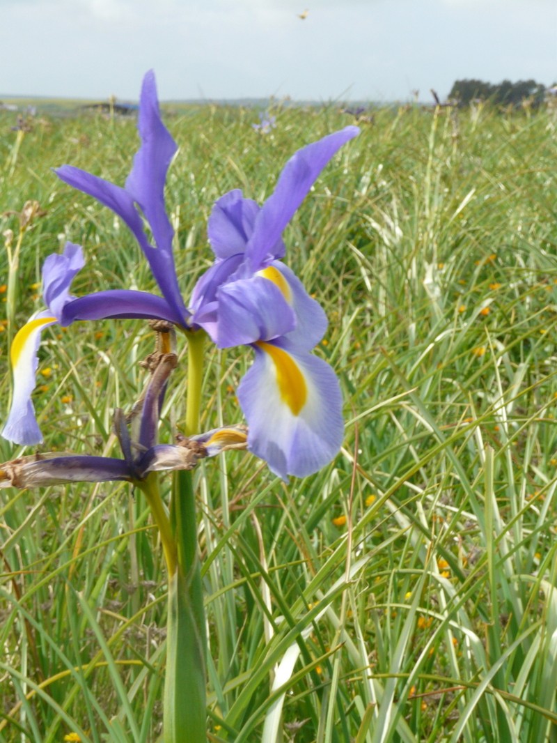 Morocco Iris photo 5