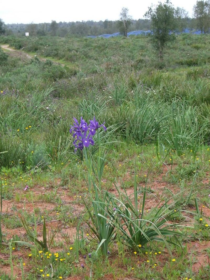 Morocco Iris photo 6