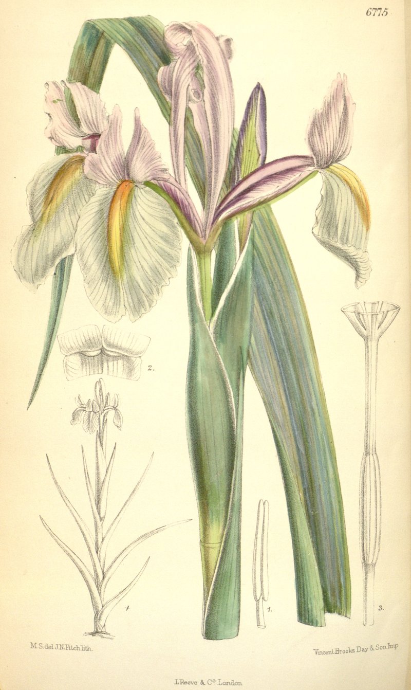 Morocco Iris
