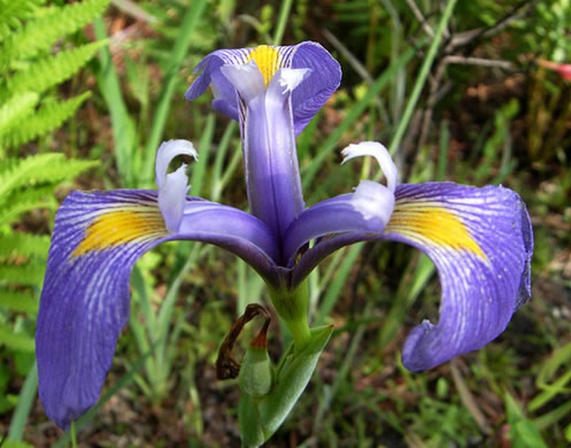 Savannah Iris photo 2