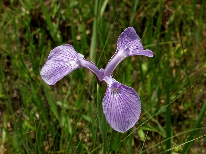 Savannah Iris photo 3