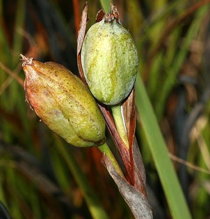 Savannah Iris photo 4