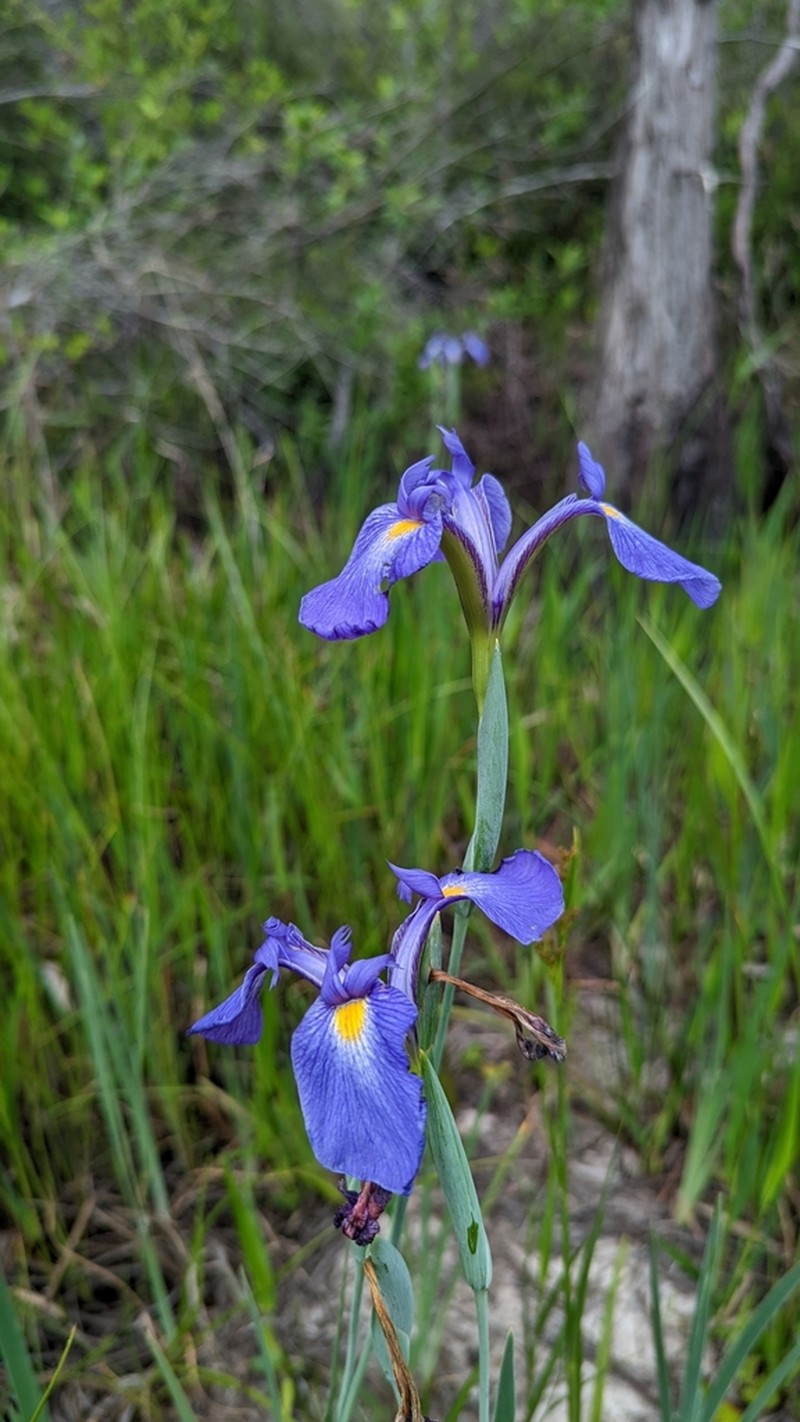 Savannah Iris