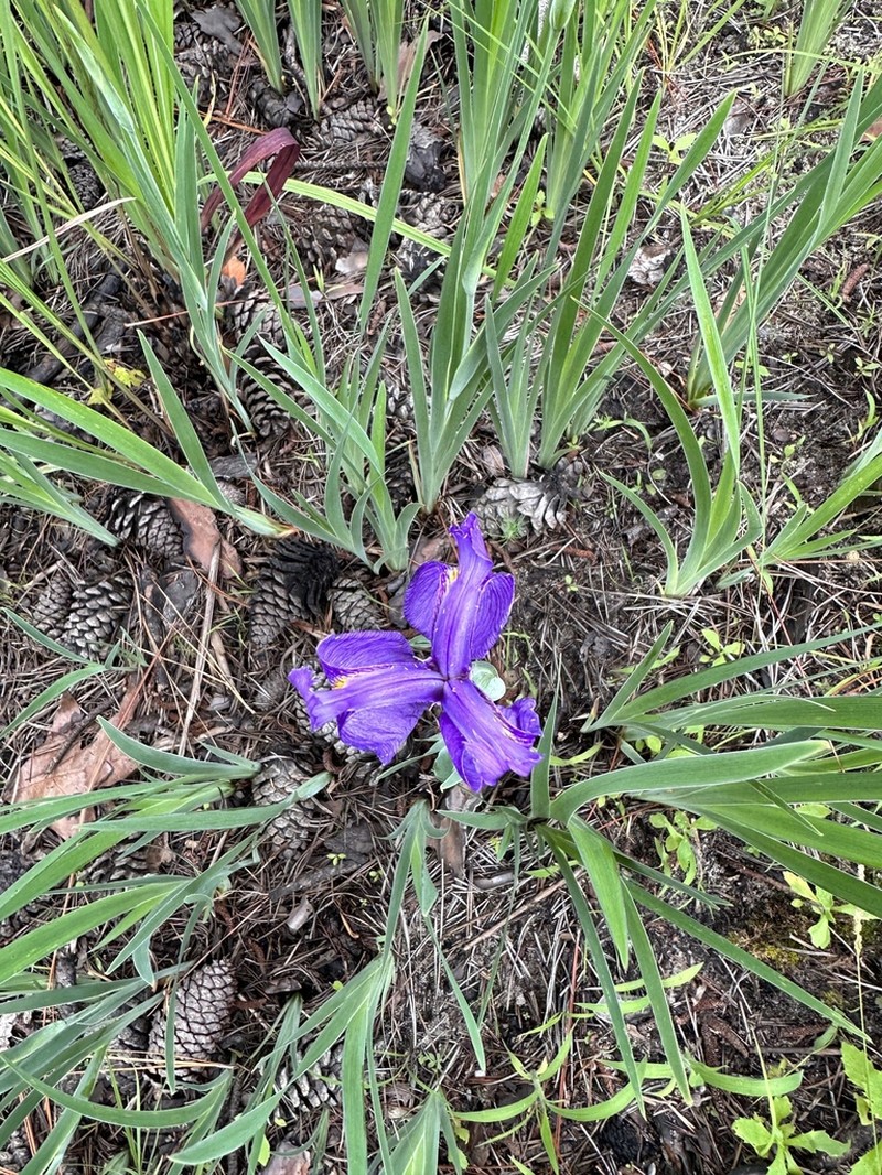 Savannah Iris photo 2