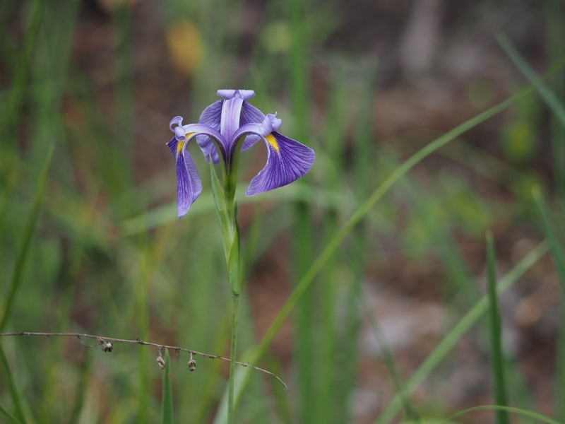 Savannah Iris photo 3