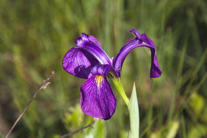 Savannah Iris photo 4