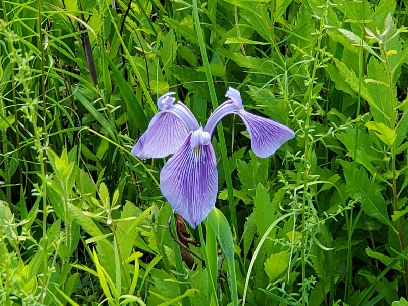 Savannah Iris photo 5
