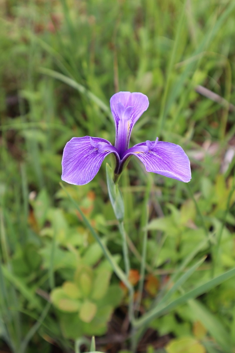 Savannah Iris photo 6