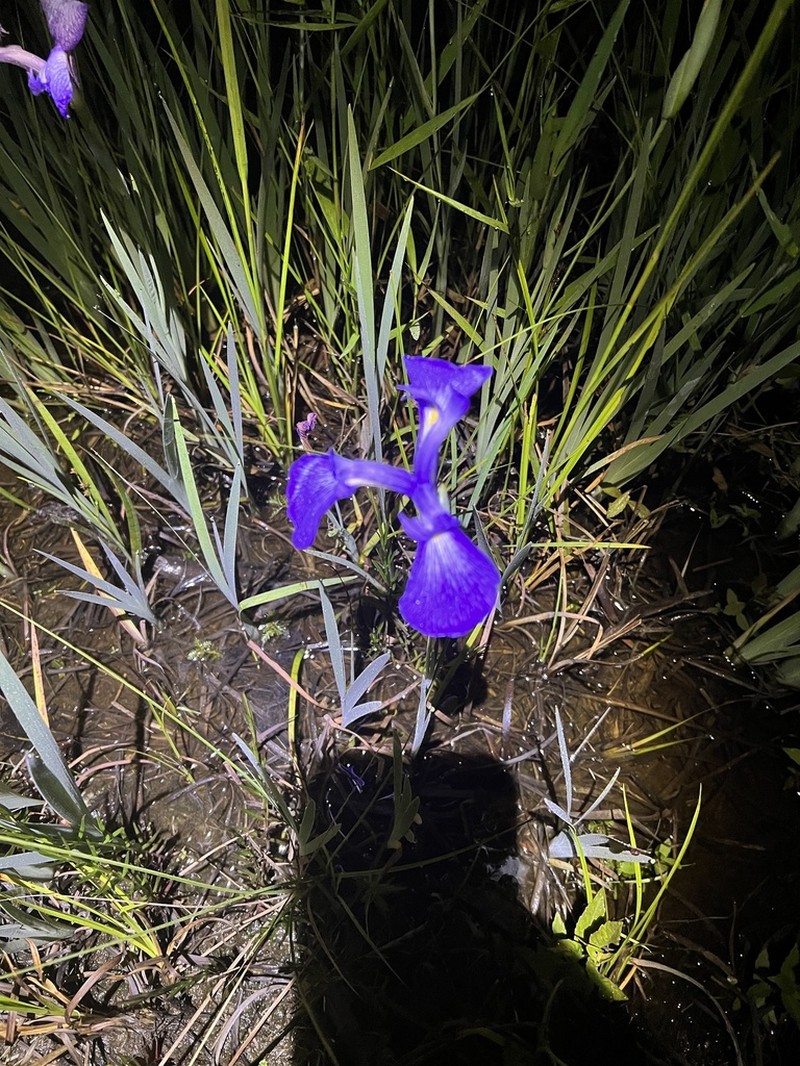 Savannah Iris photo 7