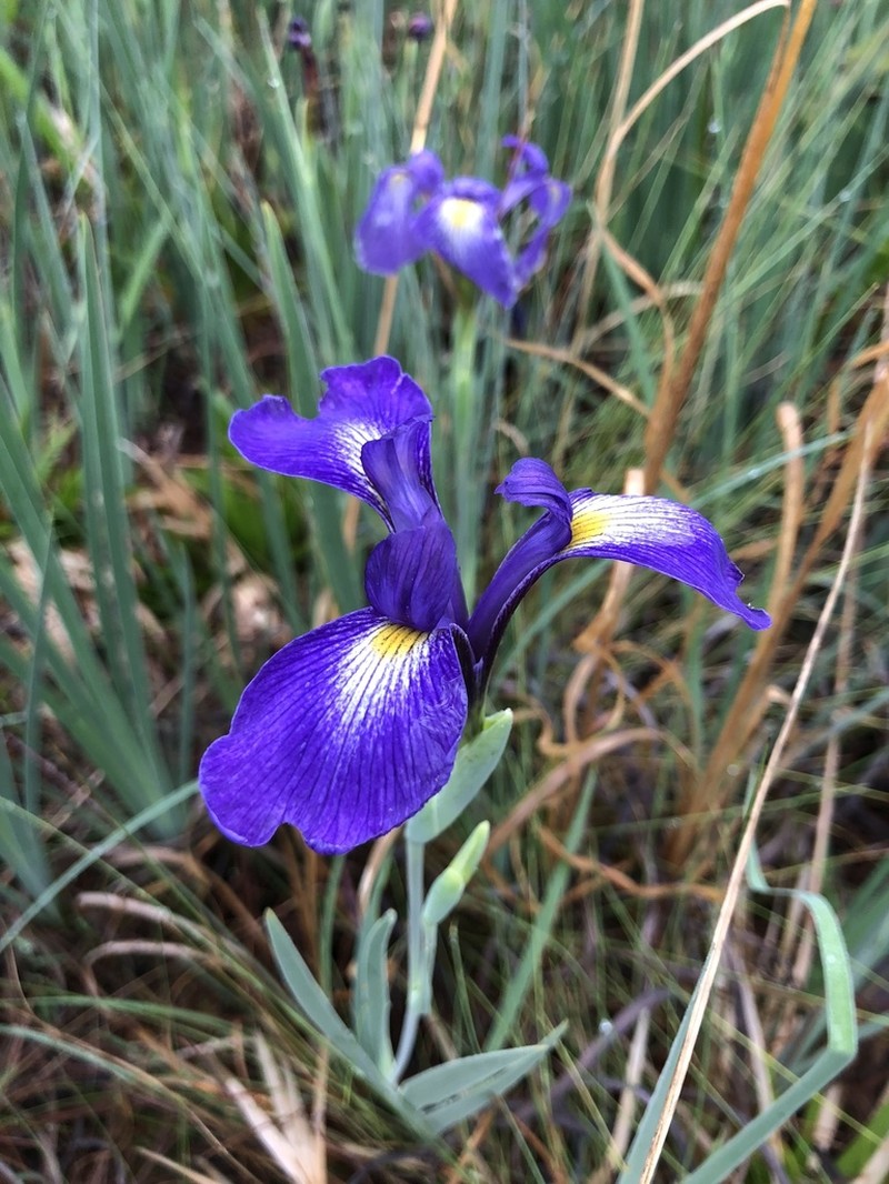 Savannah Iris photo 8