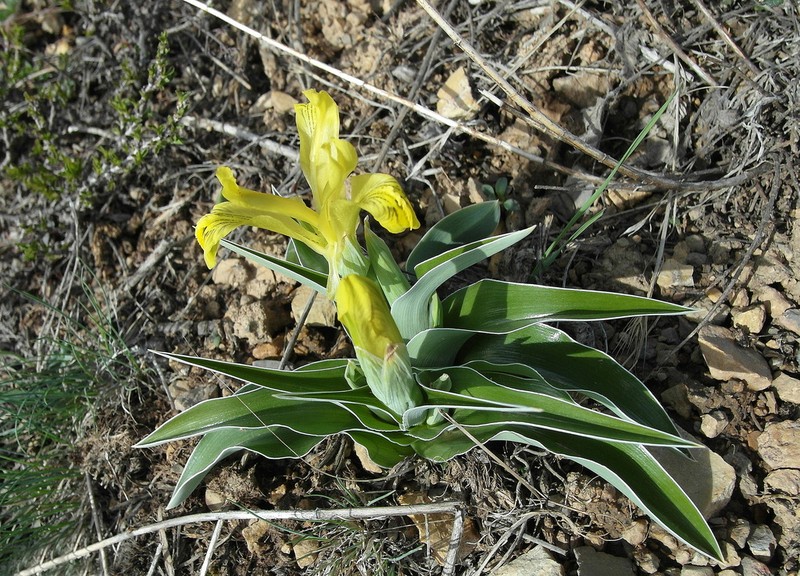 Iris tubergeniana photo 2