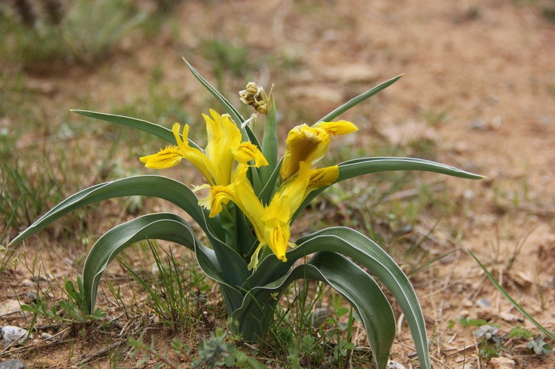 Iris tubergeniana photo 3