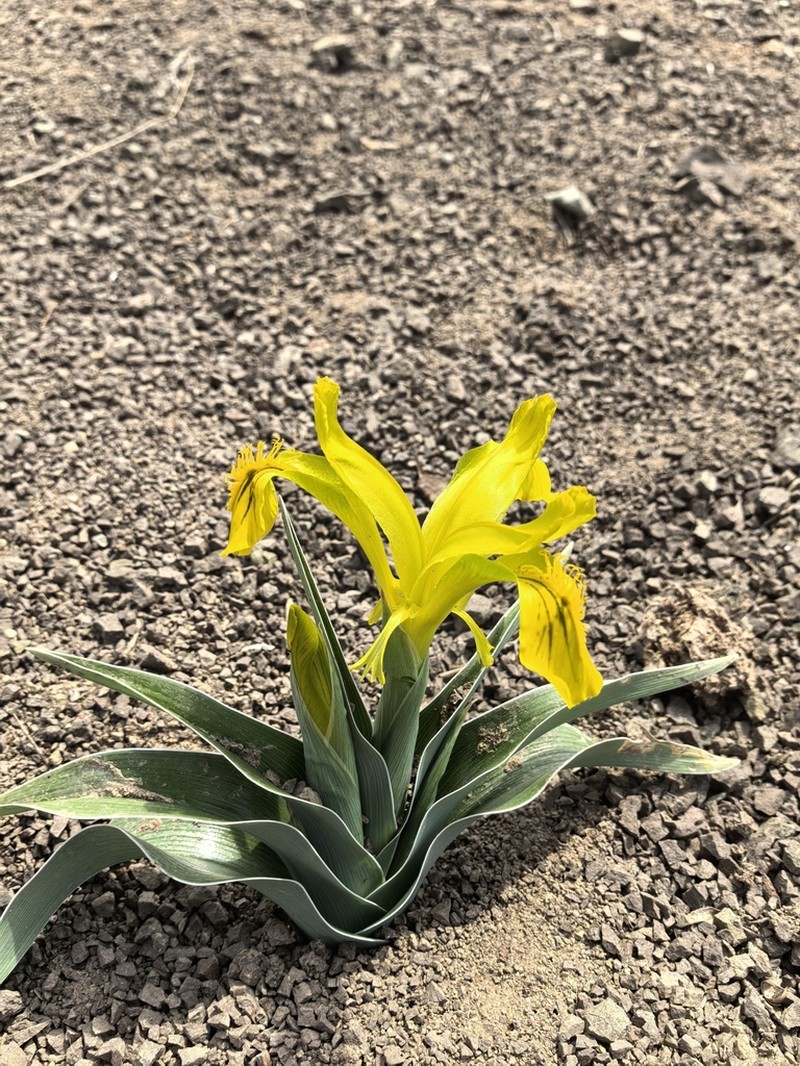 Iris tubergeniana photo 4