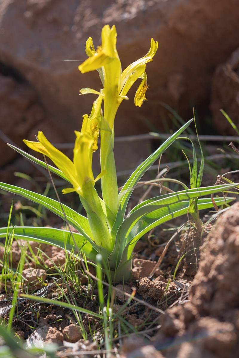 Iris tubergeniana photo 5