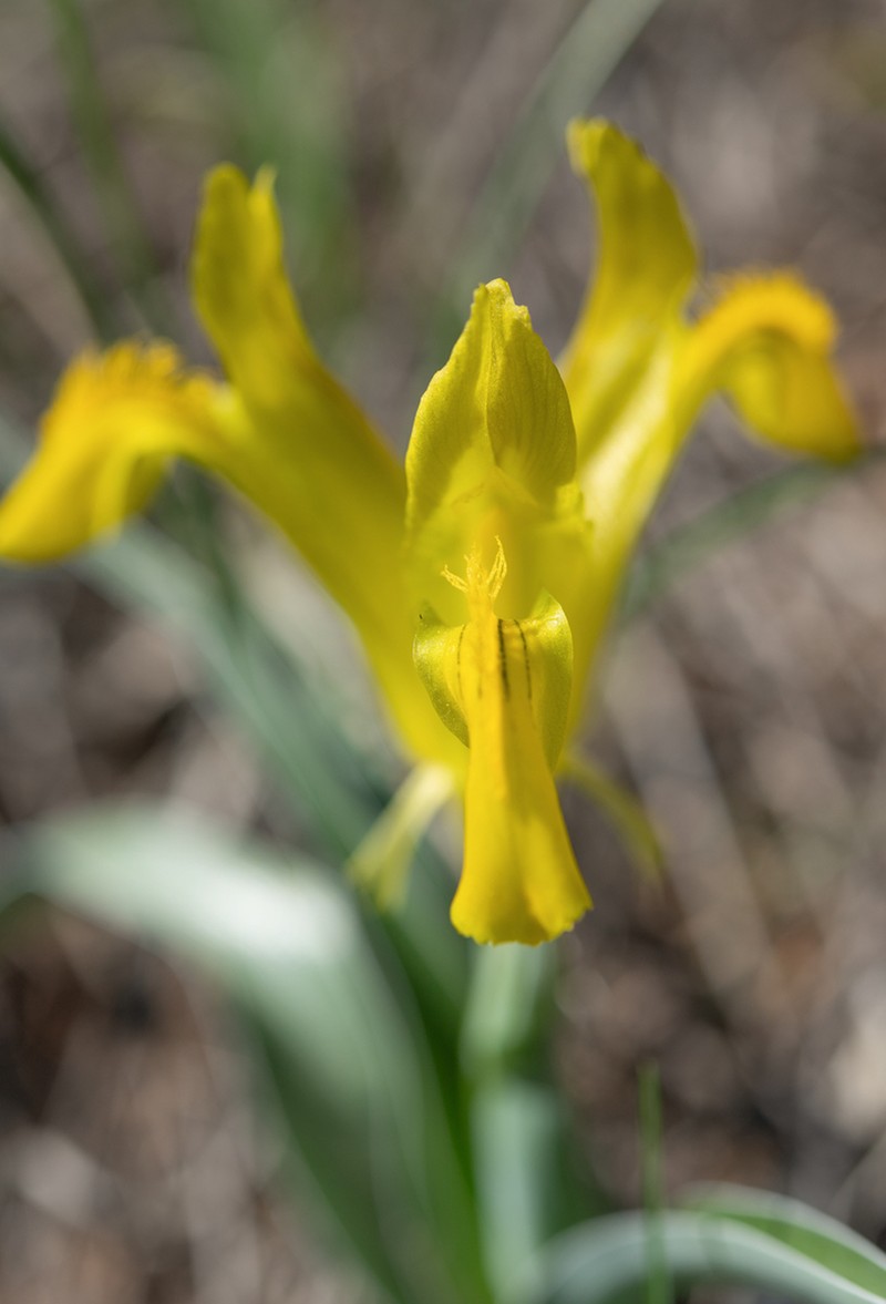 Iris tubergeniana photo 6