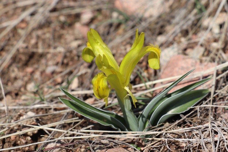 Iris tubergeniana photo 7