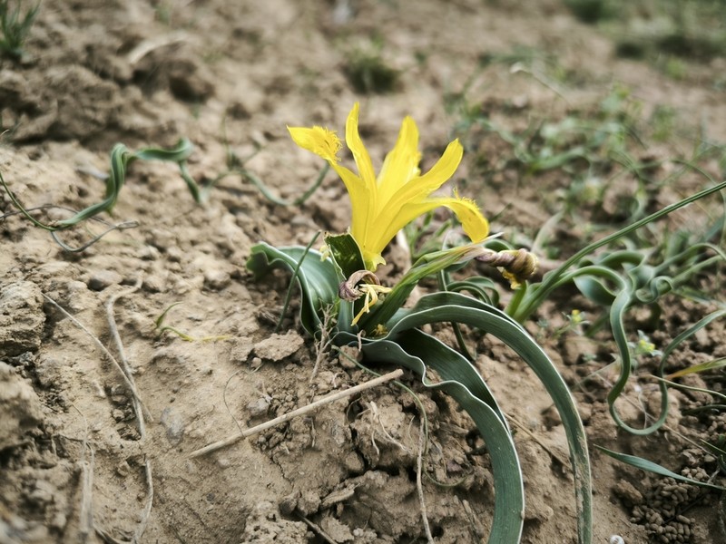 Iris tubergeniana photo 8