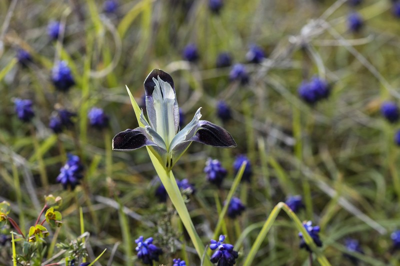 Iris tuberosa