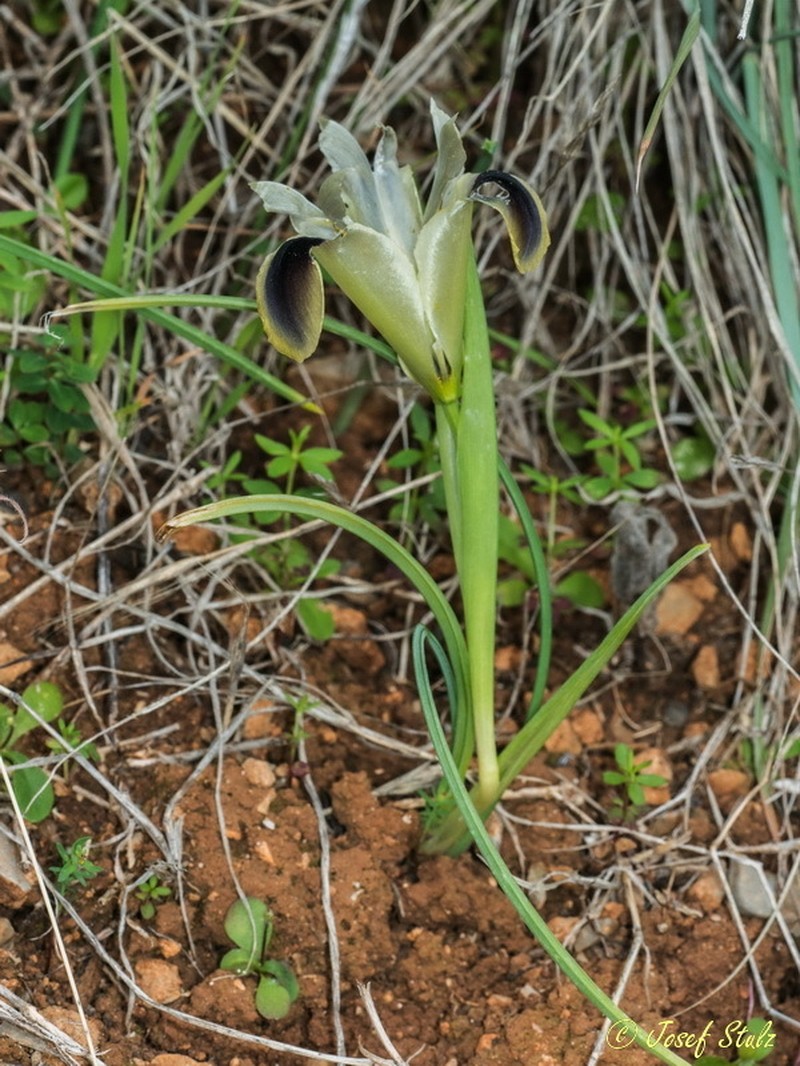 Iris tuberosa photo 2